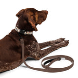 Autumn Garden Pet Collar