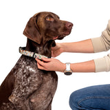 Autumn Garden Pet Collar